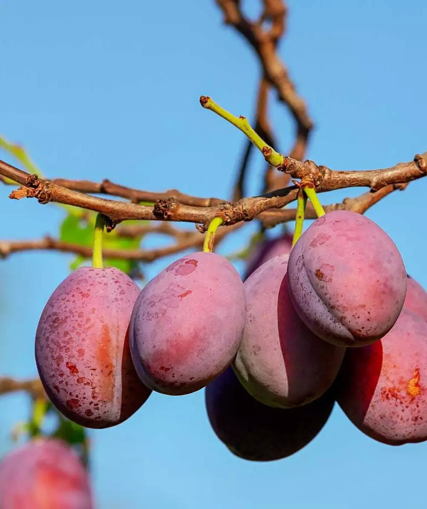 Prunus Americana Fruit And Vegetablefruitsshrub American Plum