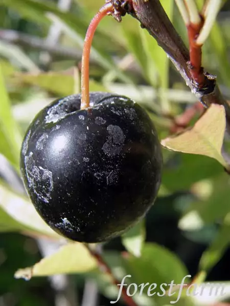 Prunus besseyi - Shrub - Bessey's Plum, Western Sand Cherry