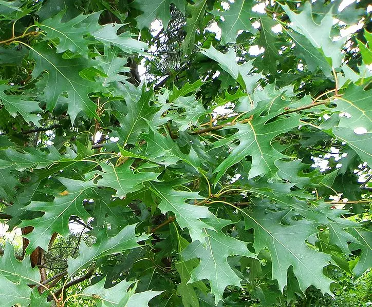 Quercus rubra - Deciduous,Hardwood,Shade Tree - Northern Red Oak