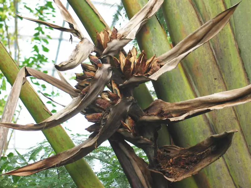 Ravanulla Tree Ravenala madagascariensis - Web page Navigation - Traveller's Palm ...