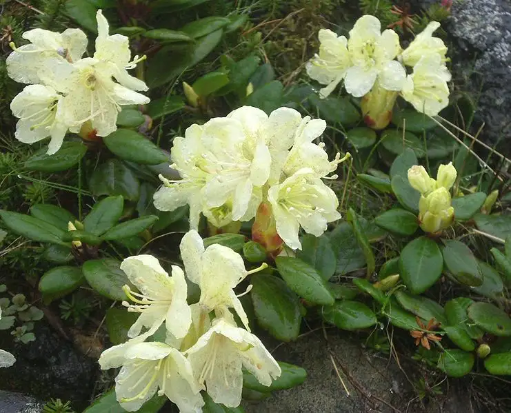 Golden Rhododendron Rhododendron aureum - Shrub,Shrub and Vine Seeds,Web page Navigation ...