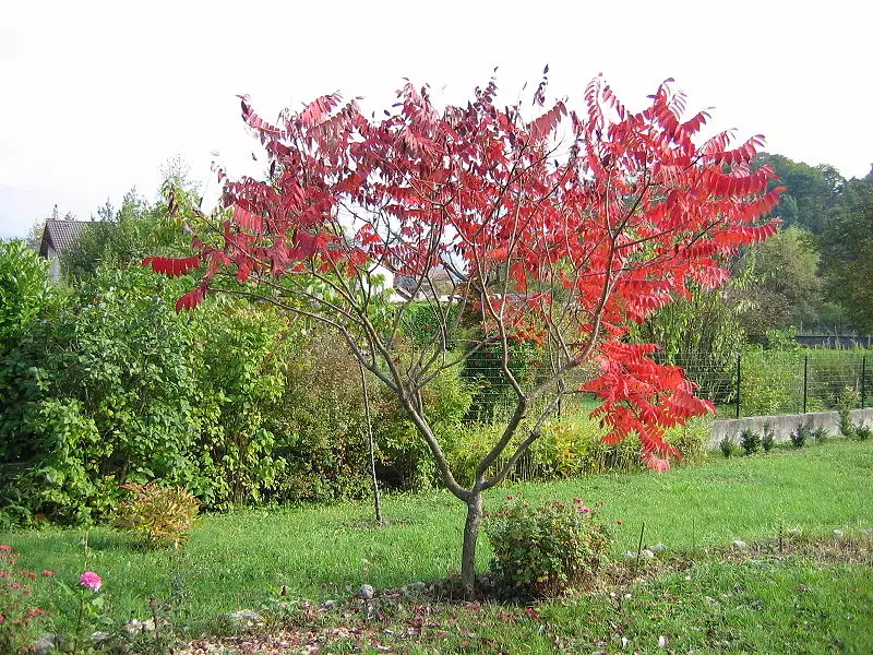 Rhus typhina Deciduous,Edible Fruit/Nuts,Ornamental Fruit Staghorn