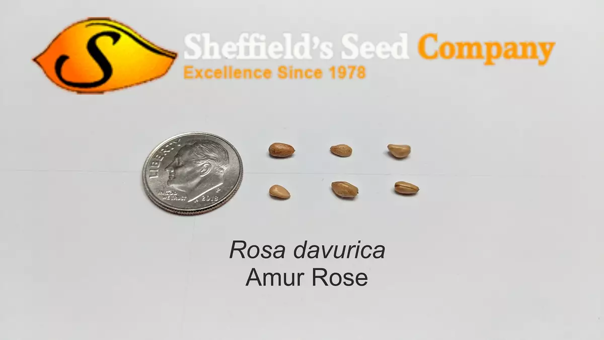 Rosa davurica - Shrub - Amur Rose, Cinnamon Rose, Daurian Rose