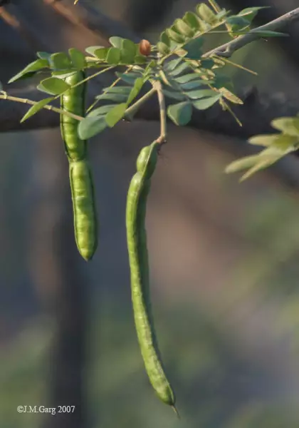 Albizia saman - Flowering Tree,Tree,Web page Navigation - Monkeypod ...