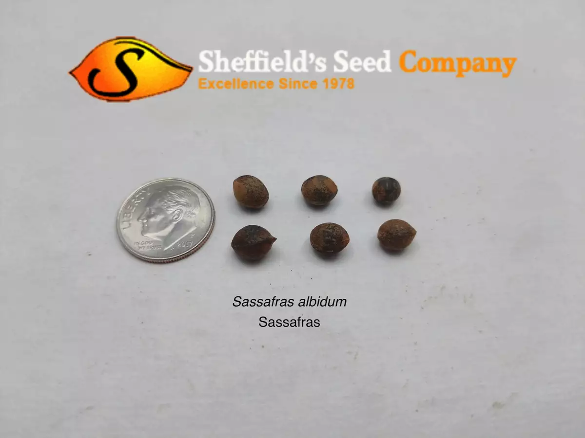 Native Plant: Sassafras Has Benefits In The Yard