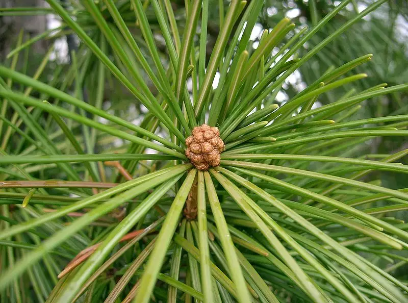 Sciadopitys verticillata Common Bonsai,Conifer Japanese Umbrella