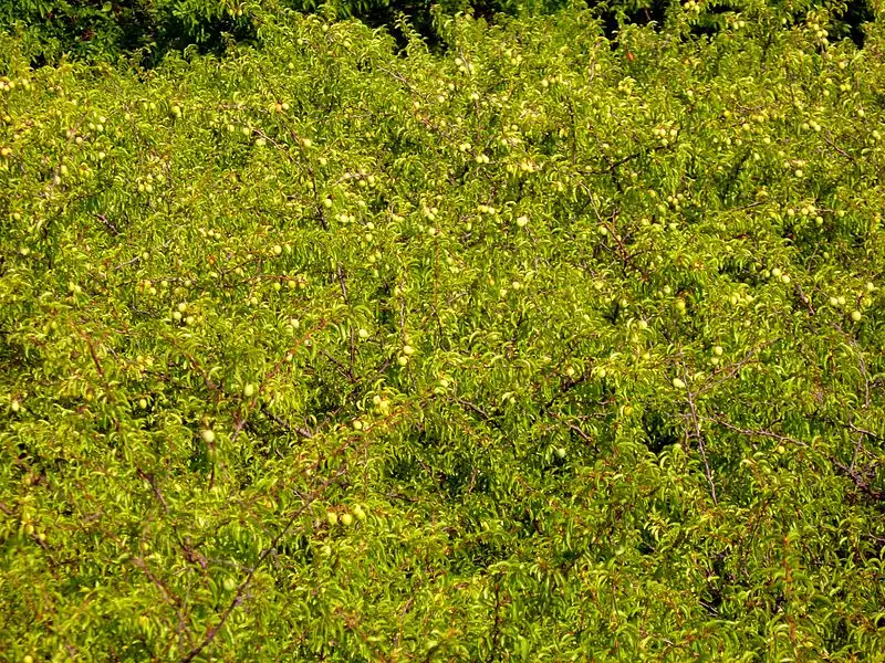 Prunus angustifolia Flowering Tree Chickasaw Plum, Sand Plum
