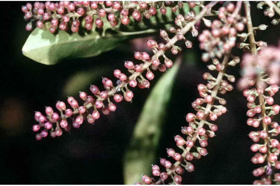 Cyrilla Racemiflora Shrub Black Titi Common Myrtle He Huckleberry Cyrilla racemiflora shrub black titi common myrtle he huckleberry