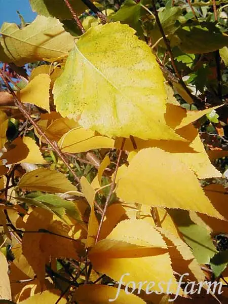Betula tianschanica - Deciduous - Tian-shan Birch, Tianan Birch