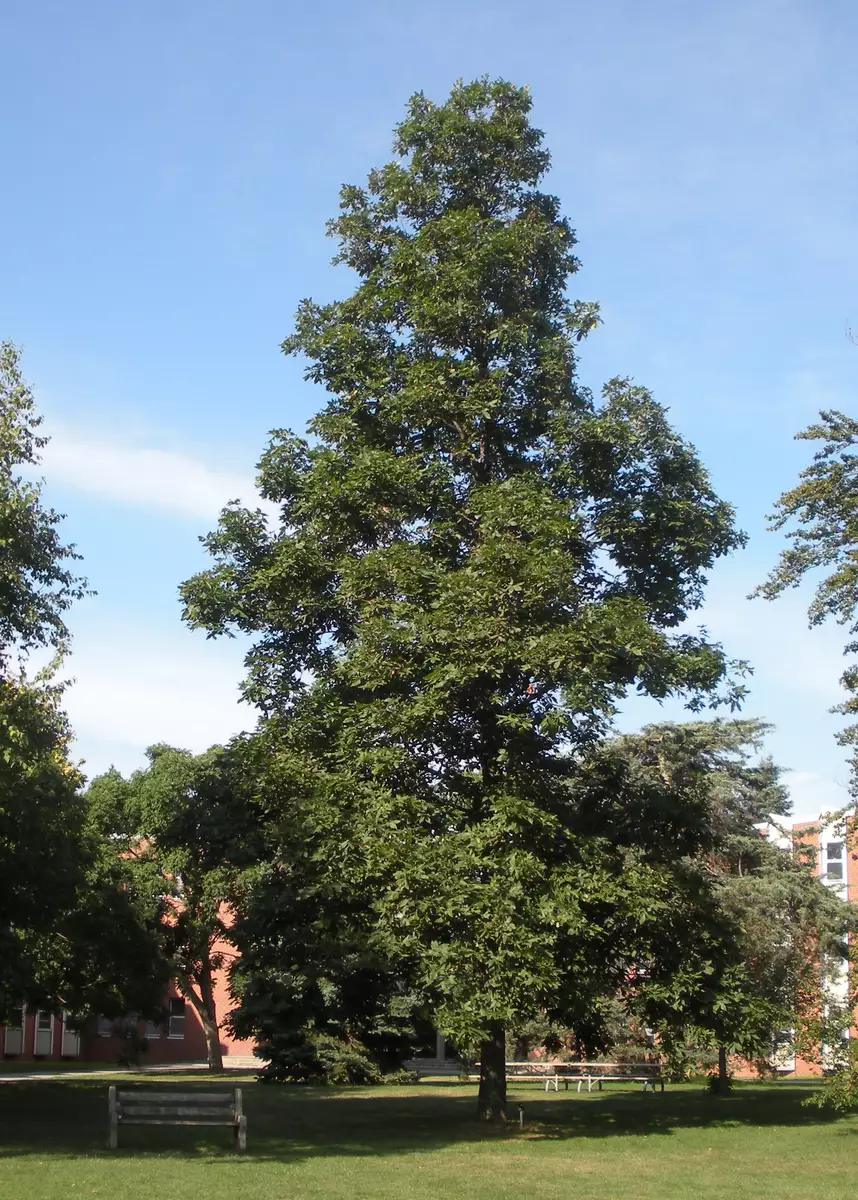 Carya ovata Southern Deciduous,Hardwood,Shade Tree Shagbark Hickory