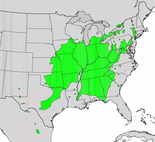 Quercus muehlenbergii - Hardwood - Chinkapin Oak, Chinquapin Oak