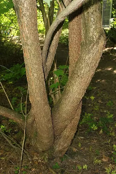 Acer caudatum 'Ukurundense' - Hardwood - Arahaga Maple, Ukurundu Maple