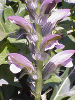 Acanthus hungaricus