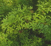 Eleutherococcus lasiogyne