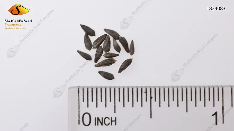Graines De Laitue Bio 'Merveille Des Quatre Saisons' - Environ 450 Graines, 0,5g - Lactuca Sativa