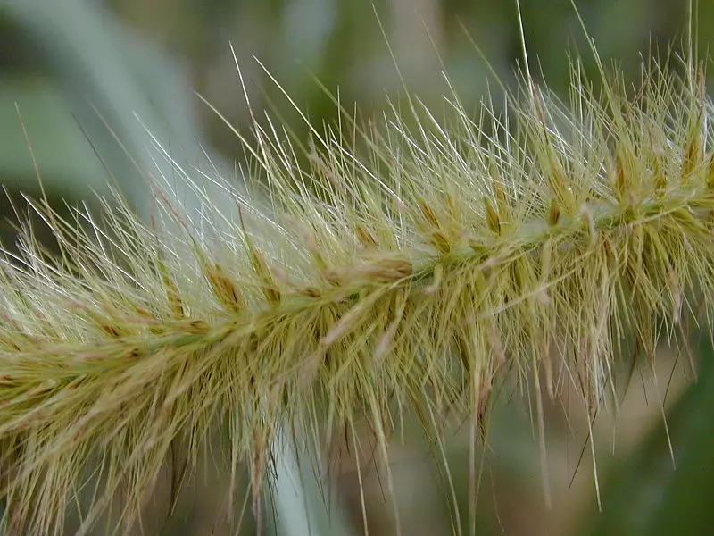 Elephant grass (Pennisetum purpureum)