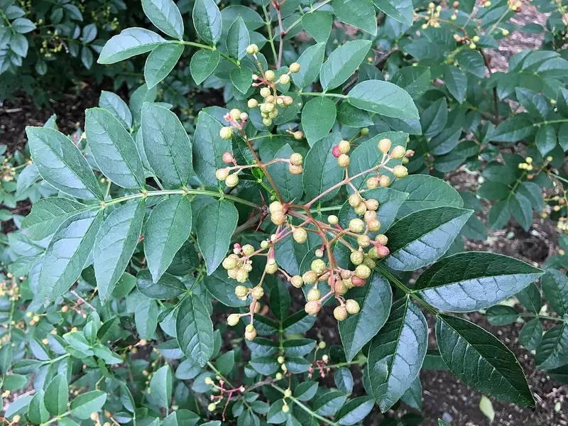 Zanthoxylum simulans - Medicinal Herbs,Shrub - Chinese-pepper, Flatspine  Prickly Ash, Sichuan Pepper, Szechun Pepper