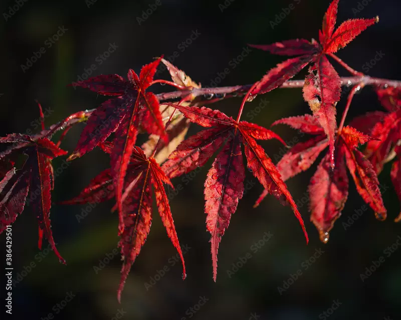 Acer palmatum 直径20～23㎝ 53個 Acer palmatum 'Orange Dream' - Jap