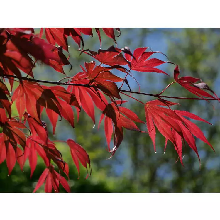 むぎゅうさ「Autumnal tints」 Red Leaf Buy Acer truncatum x 'Urban Sunset' Shantung Maple — Mr