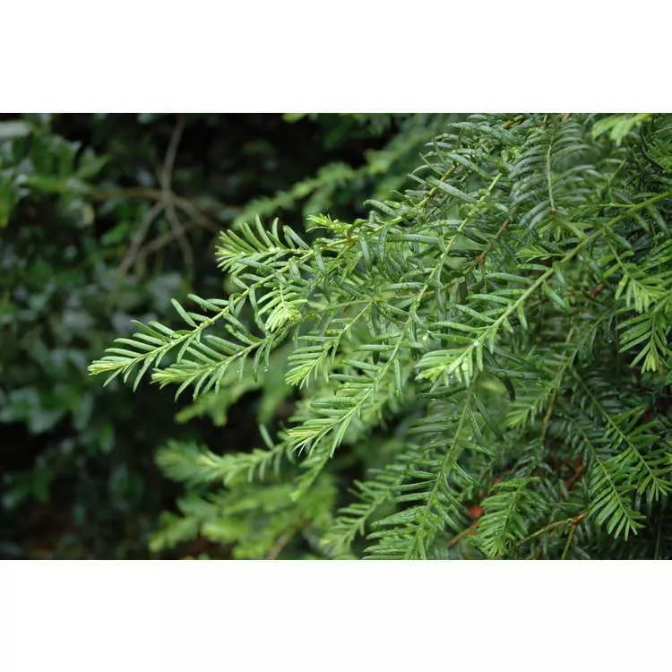 Taxus wallichiana var. mairei - Conifer,Endangered Species,Evergreen  Leaves,Medicinal Herbs,Tree,Web page Navigation - Mair Yew