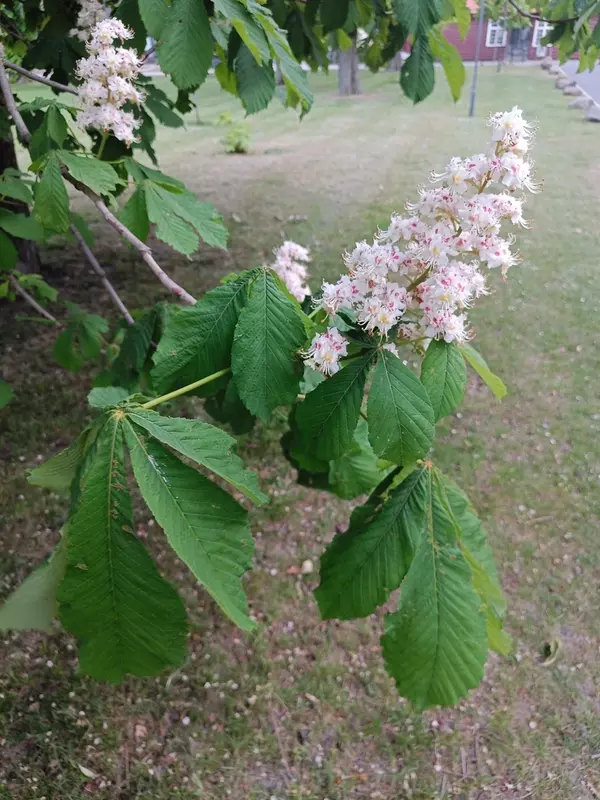 Aesculus hippocastanum - Common Bonsai,Deciduous,Flowering Tree,Medicinal  Herbs - Horse Chestnut