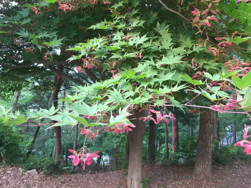 Acer palmatum small seeded - Common Bonsai,Hardwood