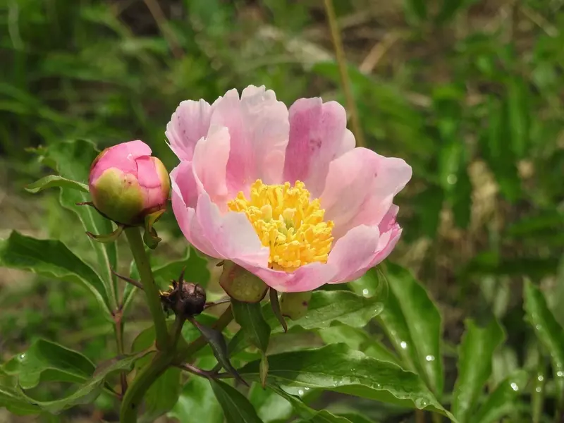 Paeonia lactiflora - Flower,Herbaceous Plants,Medicinal