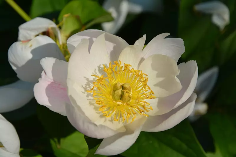 Paeonia lactiflora　2点おまとめ Paeonia lactiflora - Flower,Herbaceous Plants,Medicinal