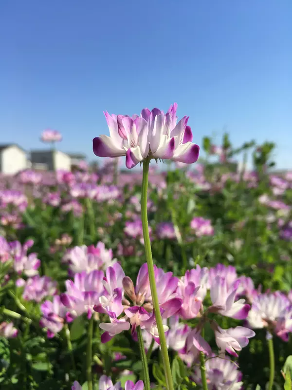 50 Pink/Purple Milk Vetch (Astragalus Sinicus) Seeds - Ground Cover Legume, By Seedville USA