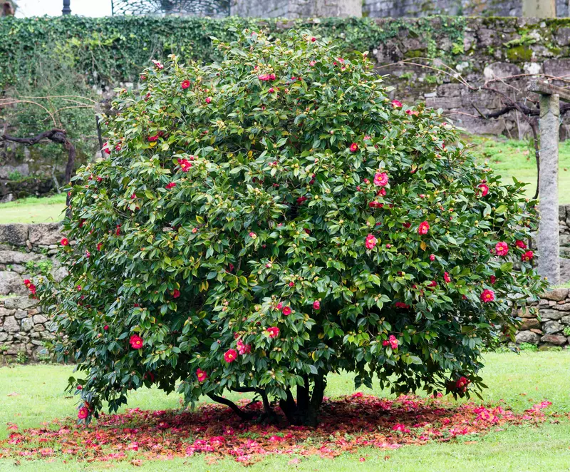 Oliver Gal 大きい 76x76cm Camellia Japonica キャンバス Just Chill™ Double Mauve Camellia | Plant Addicts