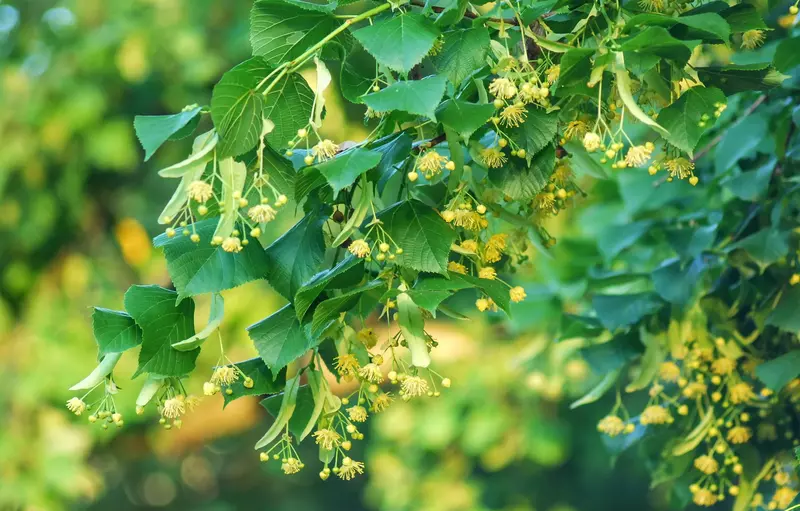 Linden Tree Flowers Clusters Tilia Cordata Europea Smallleaved Lime Littleleaf L