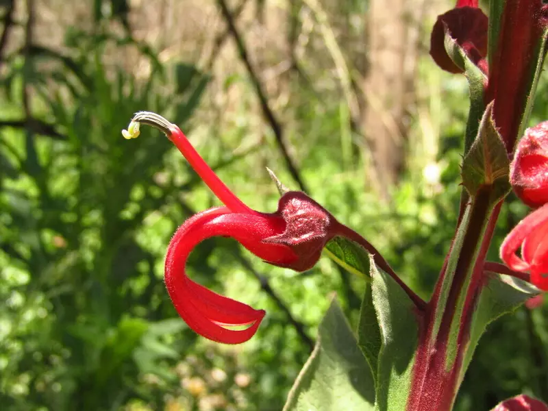 lobelia tupa devil's tobacco Lobelia tupa - Web page Navigation