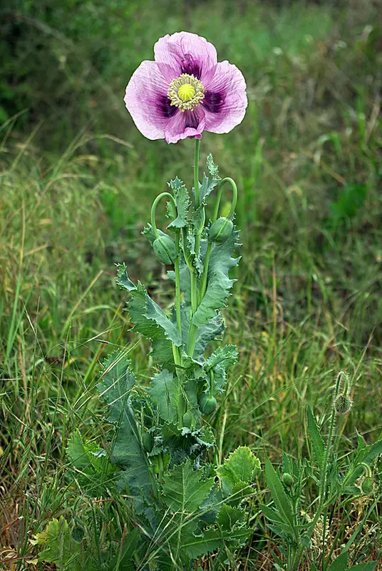 semillas de papaver somniferum