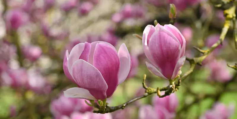 Magnolia x soulangeana fresh berries - Web page Navigation