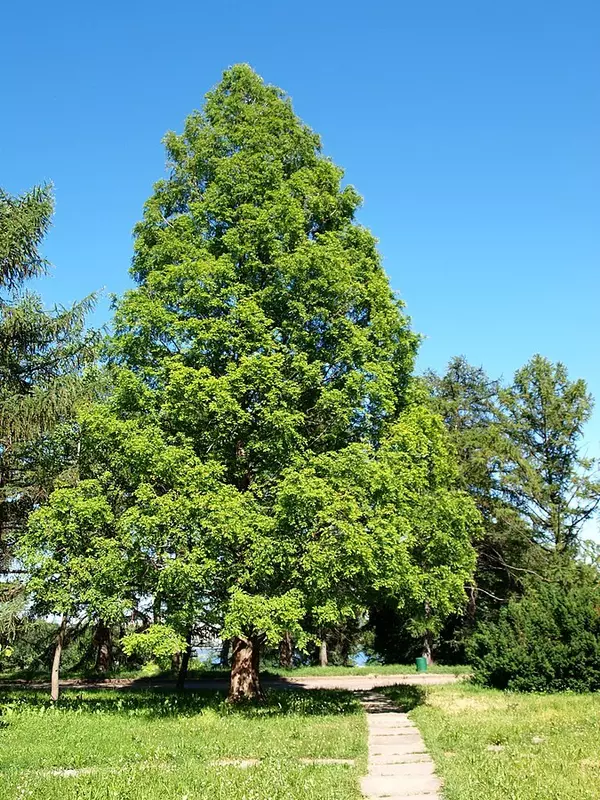 Metasequoia glyptostroboides - Common Bonsai,Conifer - Dawn Metasequoia glyptostroboides - Common Bonsai,Conifer - Dawn