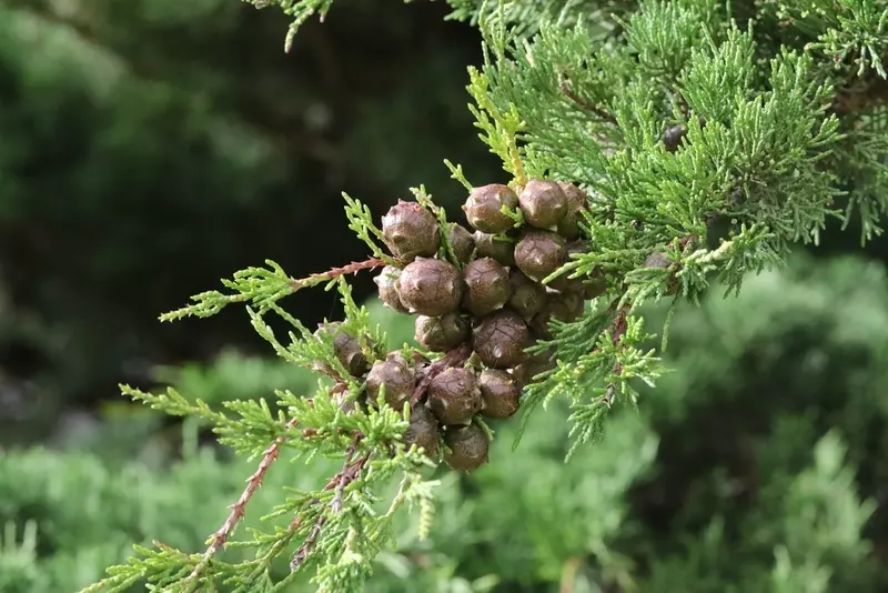 Hesperocyparis macrocarpa - Common Bonsai,Conifer - Monterey Cypress