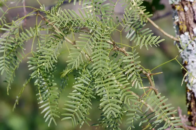 Mesquite, Prosopis juliflora, in Kenya, Africa Mesquite, Prosopis juliflora, in Kenya, Africa