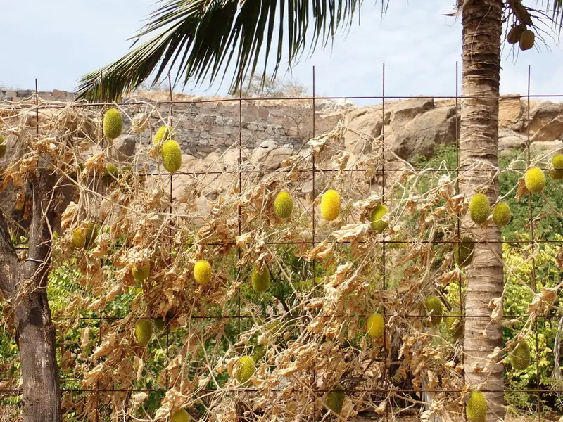 Cucumis dipsaceus - Herbaceous Plants,Medicinal Herbs,Vine,Web