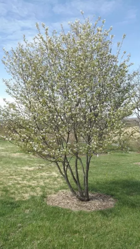 Amelanchier canadensis - Common Bonsai,Shrub - Canadian Serviceberry, Downy  Serviceberry, Shadblow, Shadbush