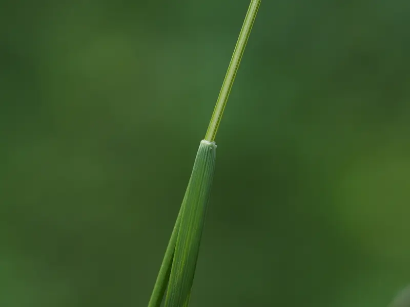 Creeping Red Fescue (Festuca rubra) - Great Basin Seeds