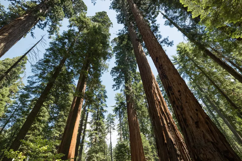 希少】Coast redwood/センペルセコイア Coast Redwood Trees for Sale