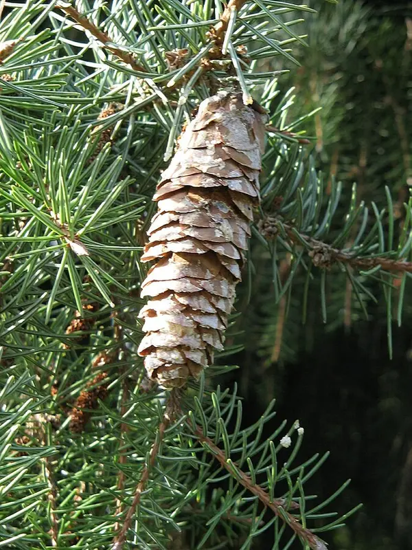 677819948d056.jpg.webp