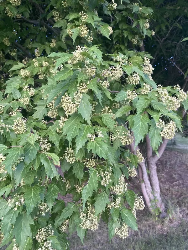 新品 MURMUR アンクレット ムルムル ilfelino イルフェリーノ 鶴のONGAESHI！？スピングルの折り鶴再 | WASH ルクア店