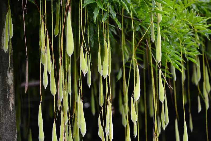 wisteria garland 4Pcs 6.6Ft/Piece Artificial Flowers Silk Wisteria Garland for Outdoor  Wedding Arch Floral Decor