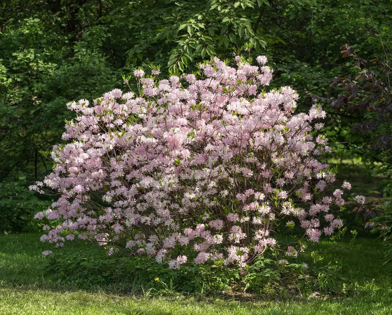 thuja wachstum beschleunigen Koniferen Dnger von Flora Boost | 200L Ergiebigkeit