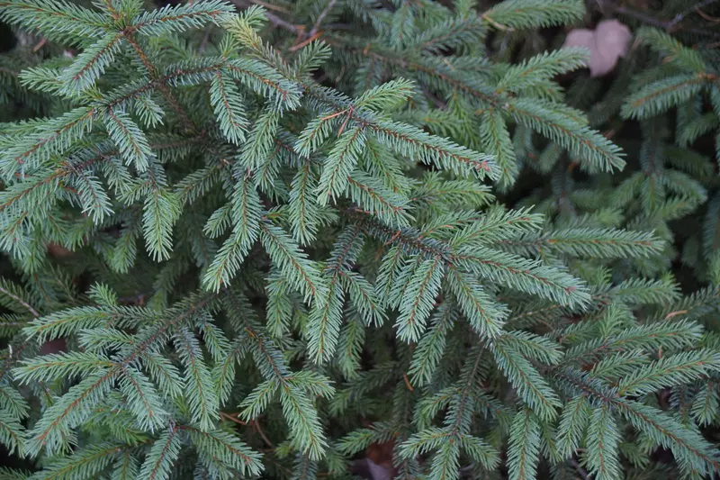 Picea mariana - Common Bonsai,Conifer - Black Spruce