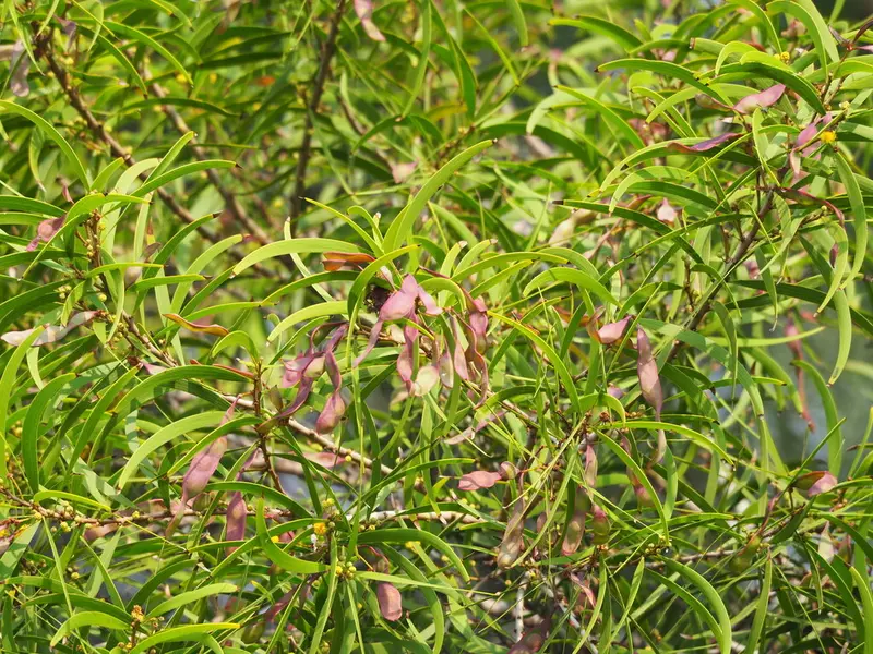 Acacia Confusa 種子 25粒+ 【公式通販】