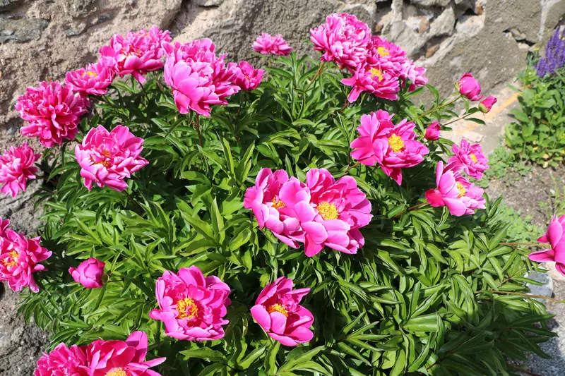 最安価格 Paeonia lactiflora - Flower,Herbaceous Plants,Medicinal サロペット・オーバーオール・オールインワン