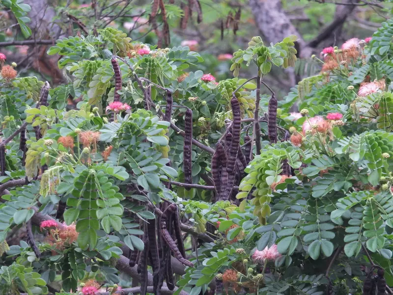 Albizia saman - Flowering Tree,Tree,Web page Navigation