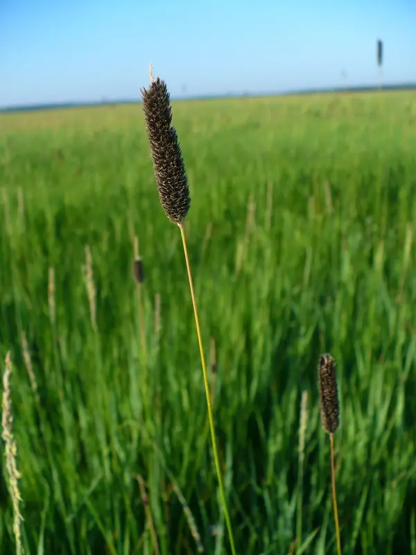 Alopecurus arundinaceus - Grass,Herbaceous Plants,Web page